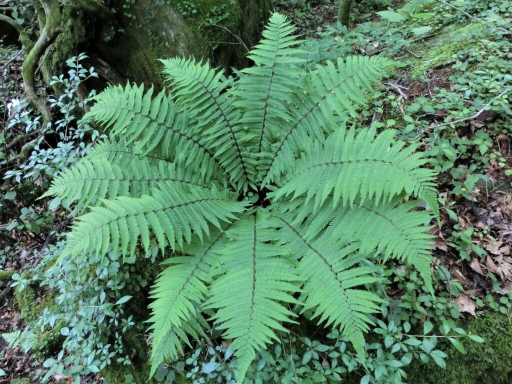 ミヤマクマワラビ