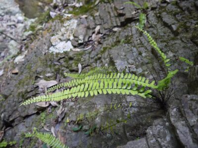 シモツケヌリトラノオ