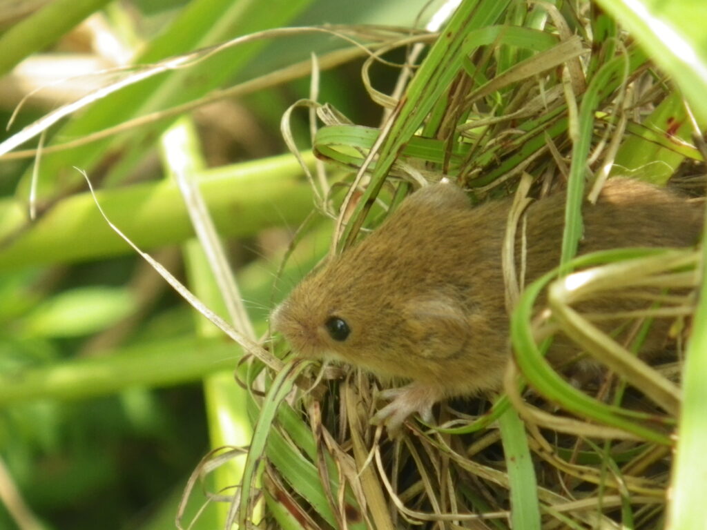 カヤネズミ