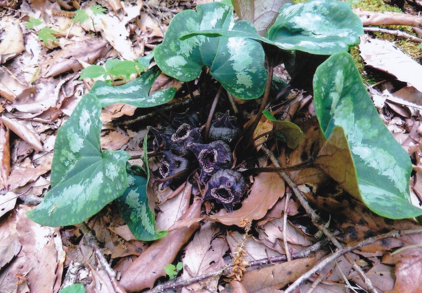 タイリンアオイ