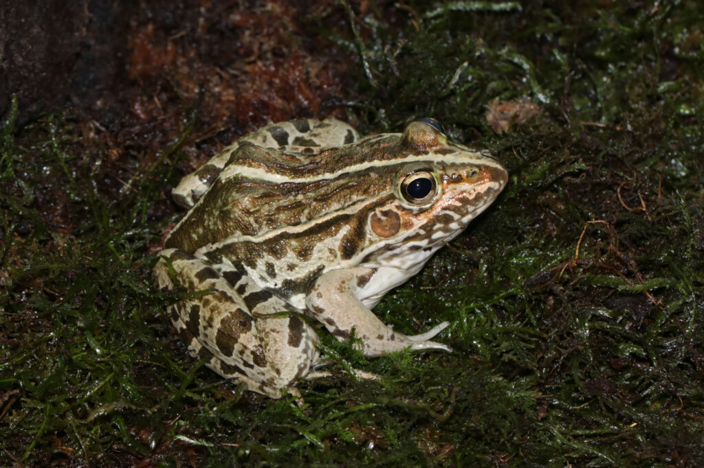 トノサマガエル