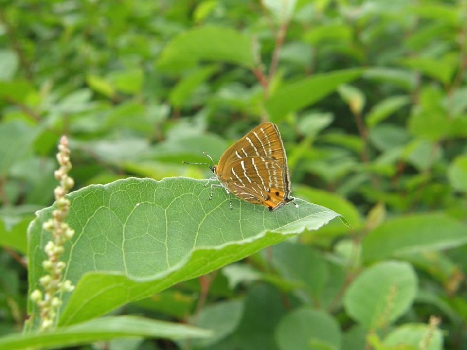 ウラミスジシジミ