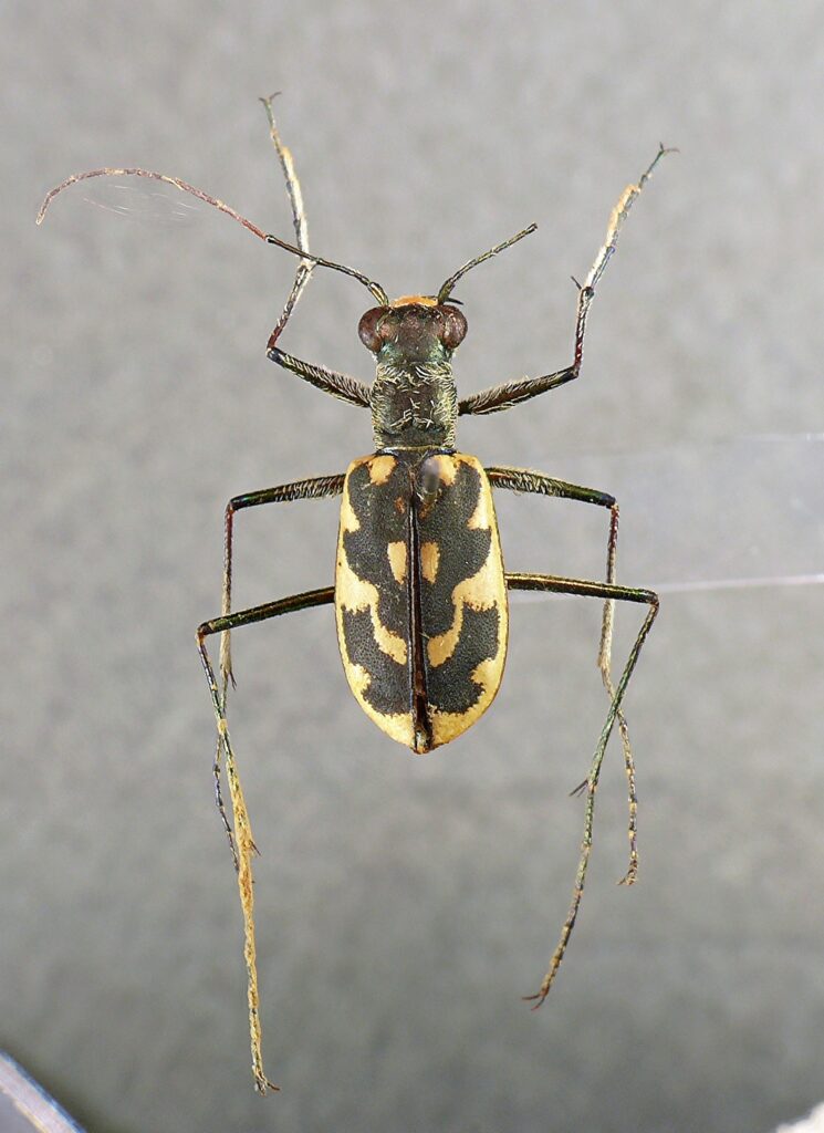 カワラハンミョウ九州亜種