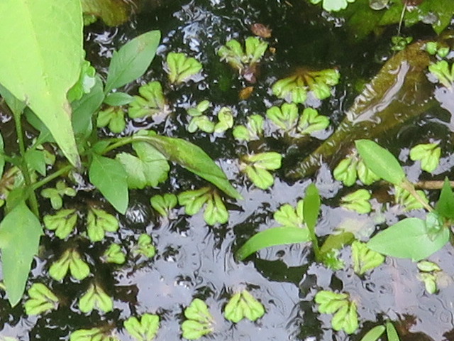 イチョウウキゴケ