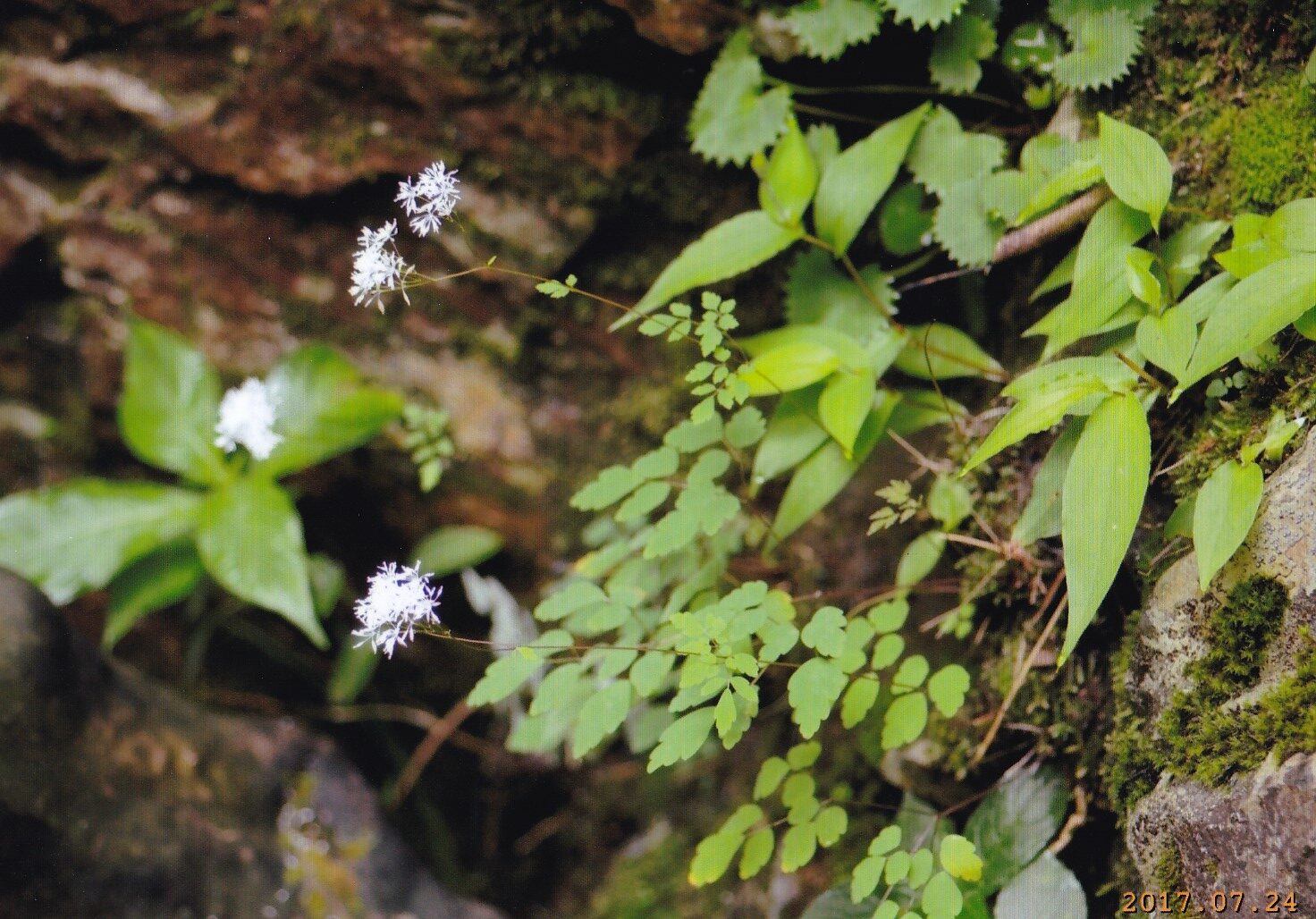 ミヤマカラマツ