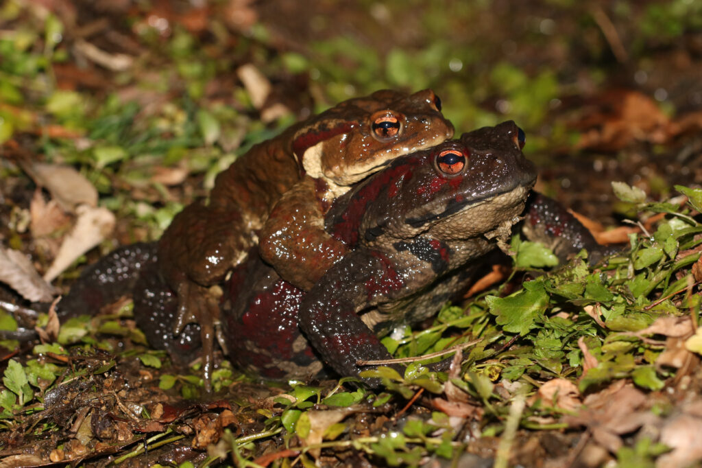 ニホンヒキガエル