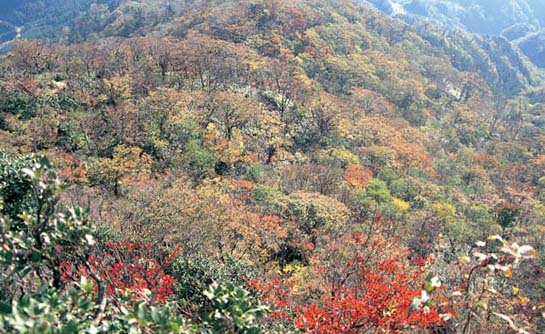津江山地のブナ林