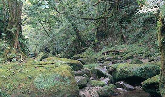 深耶馬渓の渓谷