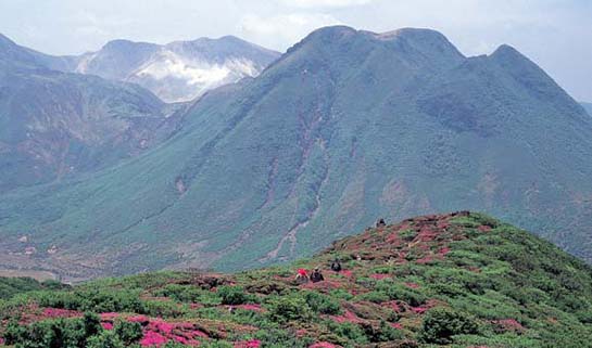 九重火山群のミヤマキリシマ群落