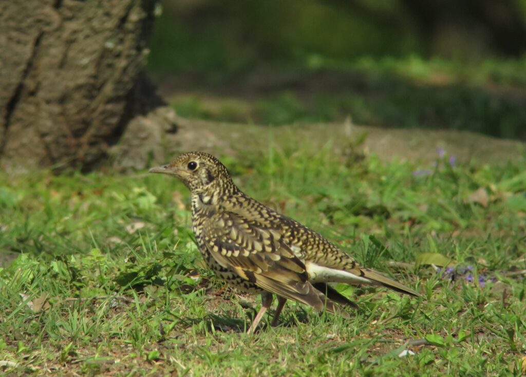 トラツグミ