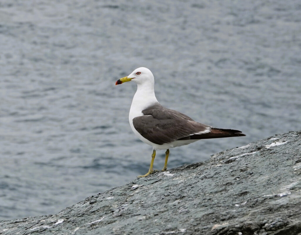 高島のウミネコ繁殖個体群